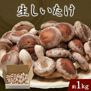 yӂ邳Ɣ[Łző1LOyzsnFzy1288310z