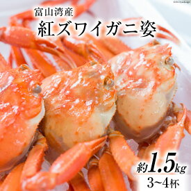 【ふるさと納税】 富山湾産 紅 ズワイガニ 姿 ボイル 約 1.5kg（3～4杯） [寺田鮮魚店 富山県 朝日町 34310444] かに カニ 蟹 かにみそ カニ味噌 蟹味噌 新鮮 冷蔵 朝捕れ