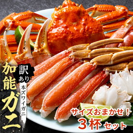 【ふるさと納税】【予約受付】【訳あり】金沢港より直送！サイズおまかせボイル加能ガニ 3杯セット | 蟹 魚介類 水産 食品 人気 おすすめ 送料無料