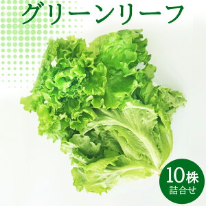 yӂ邳Ɣ[ŁzO[[t10l@ΐ쌧 s \o ^X O[[t v[c^X t^X  lߍ킹 Zbg  lC