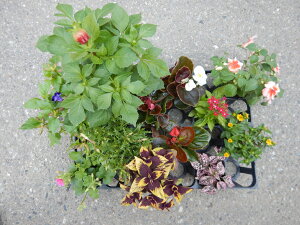 【ふるさと納税】季節の寄せ植えセット