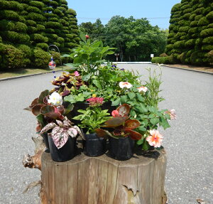 【ふるさと納税】季節の寄せ植えセット