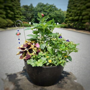 【ふるさと納税】季節の寄せ植えセット
