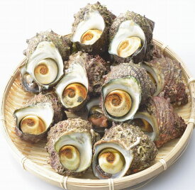 【ふるさと納税】【能登半島地震復興支援】朝どれ旬のサザエ詰め合わせ（大2kg）刺身 つぼ焼き 貝 石川県 七尾市 能登 ※季節商品