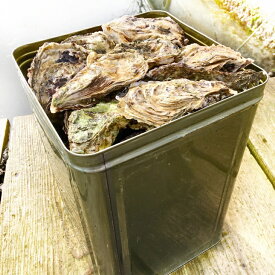 楽天市場 牡蠣 一斗缶の通販