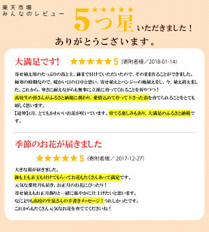 【ふるさと納税】季節の寄せ植えセット
