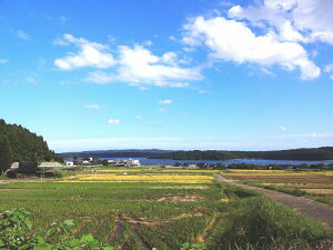 【ふるさと納税】こしひかり能登の心米(精米10kg)/10kg×1袋