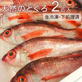 【ふるさと納税】【能登半島地震復興支援】天然のどぐろ　特大サイズ2尾入（合計760g以上）　生冷凍、ウロコ・内臓下処理済み≪魚 新鮮 高級魚 真空≫ 石川県 七尾市 能登