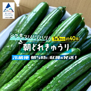 yӂ邳Ɣ[Łz ǂ イ 5kg 40{  { Y Ė ΐ쌧 s l k 008055yJAsz
