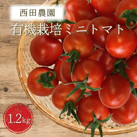 【ふるさと納税】有機栽培 ミニトマト 1.2kg 順次配送（西田農園） オーガニック プチトマト 野菜 サラダ 石川県 小松市 北陸 011076