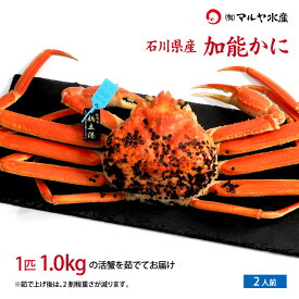 【ふるさと納税】＜先行予約＞加能 かに ズワイガニ 蟹 約1kg 1匹 タグ 付 特大 サイズ F6P-0679