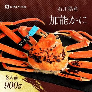 【ふるさと納税】\時期が選べる/【先行予約】【冷蔵発送】石川県産 加能かに ズワイガニ ( 産地証明タグ付 ) 茹で上げ前重量 約900g 1匹 特大サイズ ブランド蟹 ボイル 茹で 蟹 かに グルメ