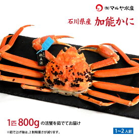 【ふるさと納税】＼時期が選べる／【冷蔵発送】石川県産 加能かに ズワイガニ ( 産地証明タグ付 ) 茹で上げ前重量 約800g 1匹 特大サイズ ブランド蟹 ボイル 茹で 蟹 かに グルメ 海産物 贈り物 復興 震災 コロナ 能登半島地震復興支援 北陸新幹線 F6P-0681