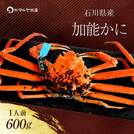 【ふるさと納税】＼時期が選べる／【冷蔵発送】石川県産 加能かに ズワイガニ ( 産地証明タグ付 ) 茹で上げ前重量 約600g 1匹 中サイズ ブランド蟹 ボイル 茹で 蟹 かに グルメ 海産物 贈り物 復興 震災 コロナ 能登半島地震復興支援 北陸新幹線 F6P-0683