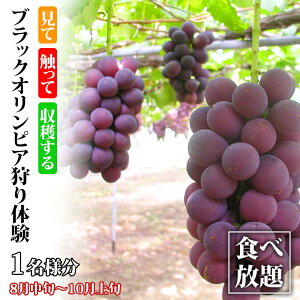 yӂ邳Ɣ[ŁzubNIsǍ Hו 1l ubNIsA  t[c ̎ Ԃǂ uhE  ʕ  ̌ \onkx F6P-1810