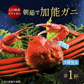 【ふるさと納税】【先行予約】【冷蔵発送】朝茹で加能ガニ（姿1杯）2025年11月上旬以降発送 カニ 朝ゆで 加能蟹 かのうがに 姿 ボイル 蟹 ズワイガニのオス 冷蔵発送 贈り物 ギフト ご当地 グルメ 海の幸 海産物 食品 F6P-2483