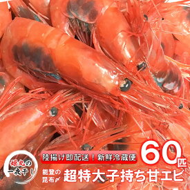 【ふるさと納税】【 姫丸 の 子持ち 甘エビ 超特大 ・ 60匹 丸ごと 昆布〆 】 2026年 1月 - 6月 配送