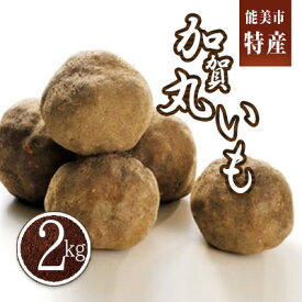 【ふるさと納税】能美市産 加賀丸いも 2kg 野菜 芋 　お届け：2025年11月下旬～2026年3月下旬まで