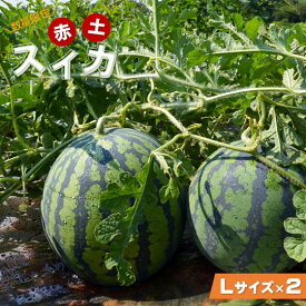【ふるさと納税】【先行予約】赤土スイカ 2玉（Lサイズ）【2026年7月25日以降順次発送予定】/ 大玉 すいか スイカ 令和8年産 果物 野菜 西瓜 フルーツ ジューシー 送料無料