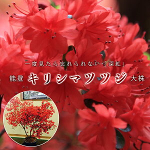 桜 生花の人気商品 通販 価格比較 価格 Com 桜 生花の人気商品 通販 価格比較 価格 Com