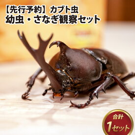 【先行予約】 【ふるさと納税】カブト虫　幼虫・さなぎ観察セット【2027年4月上旬順次発送】 / カブト虫 幼虫 さなぎ 観察 セット エサマット 生体 自然 研究 体験 虫 福井県 福井市 カブトムシ 育成 成長 送料無料 [A-081005]