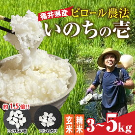 【ふるさと納税】【内田農園・ピロール米】令和7年産 福井県産いのちの壱　選べる容量3kg、5kg [A-168001] 選べる精米歩合 玄米 精米 ピロール 米 お米 コメ 送料無料 令和七年 いのちの壱