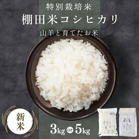 【ふるさと納税】★順次発送 令和7年産 新米 ★ 福井県産 特別栽培米 『コシヒカリ』5kg / 3kg (単一原料米) ＜数量限定＞【山羊と育てた 福井のおいしいお米 お米 米 コメ 白米 精米 棚田米 ごはん ご飯 国産 北陸産 ブランド米 5kg 5キロ NEW 新規】