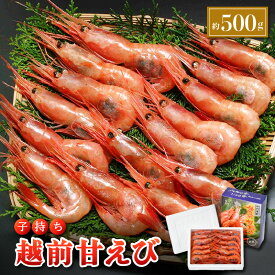 【ふるさと納税】レビューキャンペーン実施中!!【コロナ訳あり】甘えび 約500g(約30尾) 福井県沖で獲った子持ち越前甘エビを船の中で冷凍しました 甘海老【事業者応援！【相木 敦賀 あまえび アマエビ 甘エビ 刺身 生 生食 冷凍 500g】