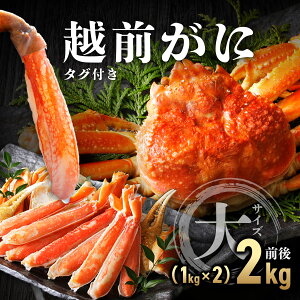 【ふるさと納税】【数量限定・期間限定・先行予約】タグ付き 越前がに 大サイズ(ボイル前1kg前後)1杯〜2杯【マイマルシェ 敦賀 越前蟹 カニ 蟹 ズワイガニ ズワイ蟹 海鮮 かに鍋 かにしゃ