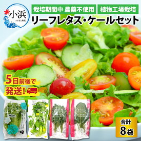 【ふるさと納税】植物工場栽培 リーフレタス・ケールセット【栽培期間中農薬不使用】 | 野菜 セット 詰合せ 地産地消 野菜セット 新鮮 旬 旬の野菜 冷蔵 送料無料 [Y-098001] [BFCZ001]