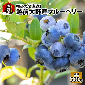 【ふるさと納税】【先行予約】摘みたて直送！越前大野産ブルーベリー 100g×5パック 合計500g 【2024年7月下旬から順次発送】 [A-001024]