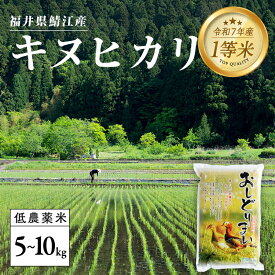 【ふるさと納税】【令和7年産】福井県産 おしどり米 キヌヒカリ 5kg [B-00548]　/ 白米 精米 ご飯 コメ ごはん ライス 産地直送 鯖江市