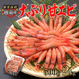 【ふるさと納税】【選べる容量！】【小分け】越前産冷凍甘えび大サイズ 500g / 1.0kg / 1.5kg / 2.0kg [C-11012] / 甘えび 甘エビ えび 大ぶり甘エビ 海老 海鮮 刺身 冷凍 福井県鯖江市