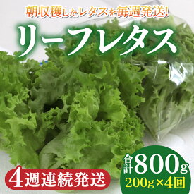 【ふるさと納税】【定期便】4週連続お届け！採れたてフレッシュな無農薬リーフレタス（合計800g） [A-14602] / レタス 野菜 サラダ 生野菜 無農薬 水耕栽培 洗わない 料理 ランチ ご飯 福井県鯖江市