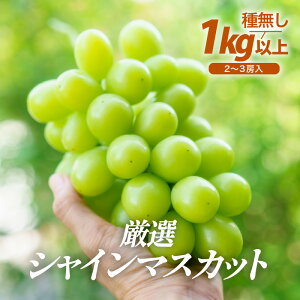 yӂ邳Ɣ[Łzys\zIVC}XJbg 1kgȏi2`3[jyȂzt[cp[NOKAYU 2025N9{菇