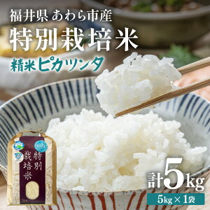 【ふるさと納税】【令和7年産】化学肥料不使用 特別栽培米 ピカツンタ 精米 5kg / 白米 米 福井県あわら市産 美味しい 特別栽培米 減農薬 安心な米 旨味 甘み もっちり 冷蔵保管米