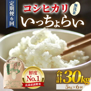 【ふるさと納税】【令和7年産・新米】米 定期便【一等米】《定期便6回》いっちょらい 無洗米 5kg × 6回(計30kg) / お米 無洗米 福井県産 ブランド米 コシヒカリ ご飯 白米 新鮮 大賞 受賞