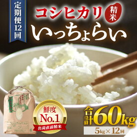 【ふるさと納税】【先行予約】【令和8年産・新米】米 定期便【一等米】《定期便12回》いっちょらい 精米 5kg × 12回（計60kg）／ 米 定期便 お米 5キロ 福井県産 ブランド米 コシヒカリ ご飯 白米 新鮮 大賞 受賞 新米 福井県 あわら産 ※2026年10月上旬以降順次発送予定
