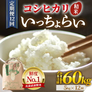 yӂ邳Ɣ[Łzyߘa7NYEVāzyꓙāzs12t炢  5kg × 12iv60kgj^    5L 䌧Y uh RVqJ   VN   V