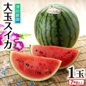 【ふるさと納税】 【先行予約】大玉スイカ（7kg以上 1玉入) 皮際まで甘い！シャリ感も抜群！ ／ 期間限定 数量限定 果物 フルーツ 西瓜 すいか 産地直送 ※2026年6月中旬より順次発送