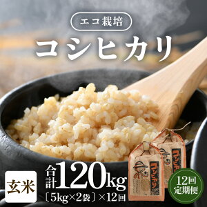 yӂ邳Ɣ[Łzys\zyߘa7NY Vāzs12tGR͔|RVqJ 10kgi5kg×2܁jv120kg ^ NxQ 䌧Y Ђ  VN  2025N10{菀o