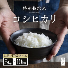 【ふるさと納税】【令和7年産】特別栽培米 コシヒカリ 精米【選べる容量】5kg×1袋 / 10kg×1袋 【選べる回数】1回 / 3回 / 6回 / 12回 ／ 定期便 福井県産 ブランド米 コシヒカリ ご飯 白米 新鮮 特別栽培米