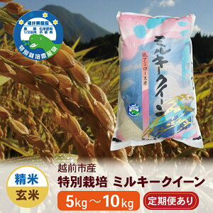 �y�ӂ邳�Ɣ[�Łz�ߘa7�N�x �V�� ���ʍ͔| �z�O�s�Y�~���L�[�N�C�[���i5kg�E10kg�^���āE���ā^�����3��E6��j/ �������� ���䌧 �z�O�s �� �~���L�[�N�C�[�� ���_�� �V����(18209)