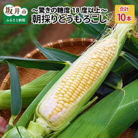 【ふるさと納税】【先行予約】『メロンより甘い』 もろこしやの朝取りとうもろこし 10本 ～驚きの糖度18度以上！～ (黄金コーン)【2024年6月上旬以降順次発送予定】【トウモロコシ ゴールドコーン 朝取れ 朝採れ 新鮮 果物 フルーツ 野菜 バーベキュー BBQ 産地直送】