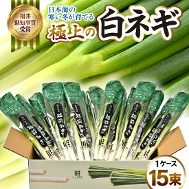 【ふるさと納税】 期間限定！ 日本海の寒い冬が育てる、極上の白ネギ 1ケース (15束) 【長ねぎ 白ねぎ ネギ ねぎ 葱 白葱 野菜 鍋 焼き 冬野菜 箱売り 厳選 国産 冬季限定】