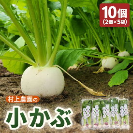 【ふるさと納税】【先行予約】 村上農園産 小かぶ5パック入り (2玉×5袋) 計10個 坂井市三国町三里浜産 【2026年10月中旬以降順次発送予定】 【かぶ カブ こかぶ 蕪 栄養満点 野菜 サラダ 煮物 スープ 鍋 新鮮 産地直送】