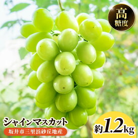 【ふるさと納税】【先行予約】坂井市三里浜砂丘地産 シャインマスカット 2房（約1.2kg） 【2027年8月中旬以降順次発送予定】 【マスカット ブドウ ぶどう 葡萄 果物 くだもの フルーツ 果実 新鮮 国産】