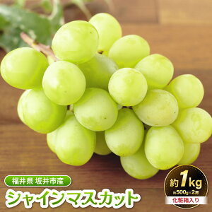 yӂ邳Ɣ[Łzys\zsuñVC}XJbg 500g×2[ivF1kgjϔ y2026N8{ȍ~\zy}XJbg uhE Ԃǂ  ʕ 