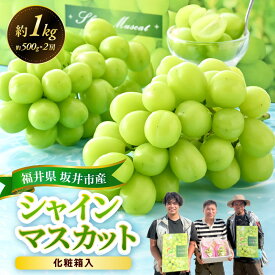 【ふるさと納税】【先行予約】坂井市砂丘地のシャインマスカット 約500g×2房入り（合計：約1kg）化粧箱入り 【2027年8月中旬以降順次発送予定】【マスカット ブドウ ぶどう 葡萄 果物 くだもの フルーツ 果実 新鮮 産地直送 国産 ギフト 贈り物 贈答】