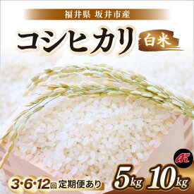 【ふるさと納税】【先行予約】【令和8年産・新米】 坂井市産 コシヒカリ (アグリ川崎) 5kg〜 【選べる内容量・発送回数】 【2026年10月以降順次発送予定】 定期便 5キロ 10キロ 5kg 10kg 3ヶ月 6ヶ月 12ヶ月 米 お米 こめ お米 精米 ブランド米 こしひかり 国産